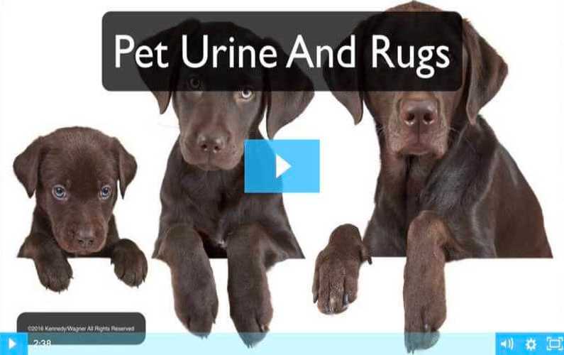 RugVideos Pet Urine And Rugs No Line
